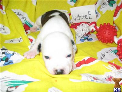 American Staffordshire Terrier Puppies for Sale